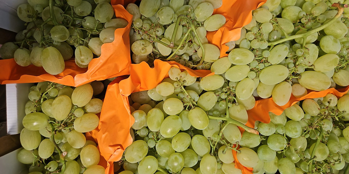 Uva da tavola nel clou della stagione ma i prezzi rallentano